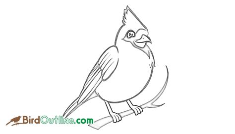 cardinal bird drawing  getdrawings