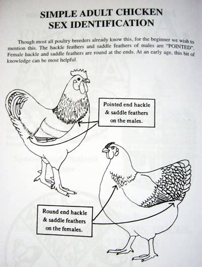 How To Determine Sex Of Chicken How To Sex Chickens How To Tell Male