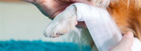 clean  dog wound  helpful guide vetericyn