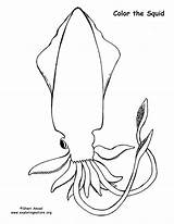 Squid Coloring Pages Ballistic Firefly Printable Template Please Sponsors Wonderful Support sketch template