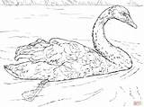 Coloring Swan Pages Swans Drawing Paper Skip Main Popular sketch template