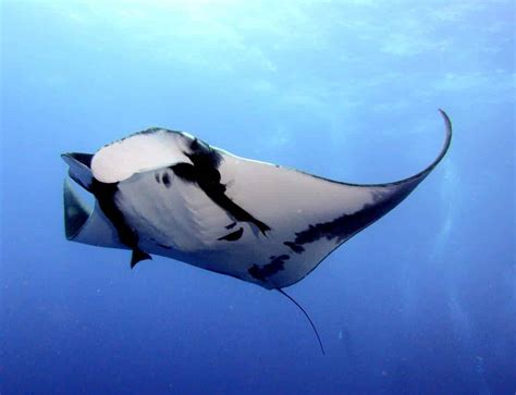 manta ray  stingray main differences ocean info