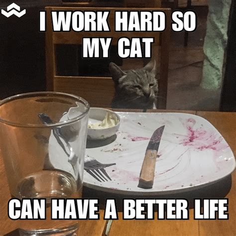 I Work Hard So My Cat Can Have A Better Life Catmemes