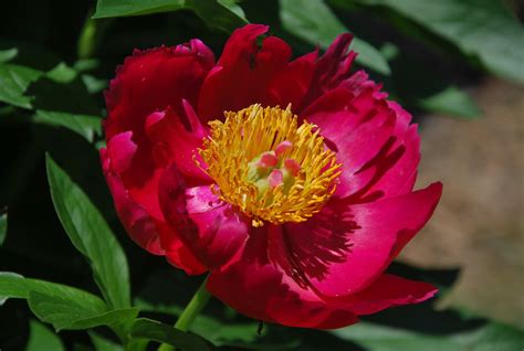 southern peony  peony blooms late mid week