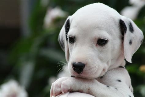 cutest dalmatian puppy