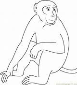 Monkey Sundarbans Coloringpages101 Monkeys sketch template