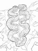 Vongola Mollusks Onlinecoloringpages sketch template