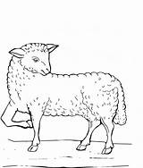 Lamb Outline Marysrosaries sketch template