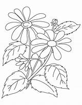 Eyed Susan Brown Coloring Pages Getdrawings Drawing sketch template