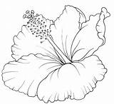 Hawaiian Flower Sketch Sketches Hibiscus Drawings Paintingvalley sketch template