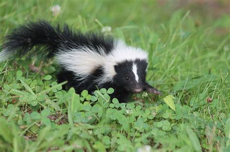 skunk removal trapping control  rid  skunks