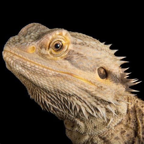 bearded dragons facts