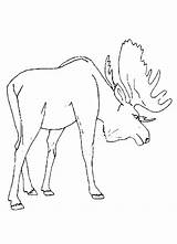 Moose Coloring Pages Drawing Kids Animal Printable Preschool Colouring Popular Color Print Coloringhome Getdrawings Book Comments sketch template