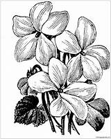 Pages Violet Coloring Flower sketch template