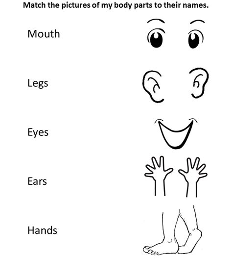 environmental science preschool body parts worksheet  match
