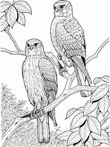 Pages Coloring Hawk Birds Hawks sketch template