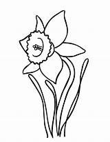 Daffodil Drawing Outline Coloring Flower Drawings Pages Daffodils Blooming Beautiful Clipart Color Narcissus Netart Clip Clipartmag Drawn Kids Getdrawings Paintingvalley sketch template