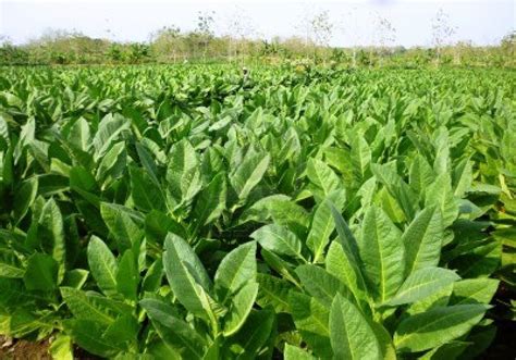 tobacco company gcl forays  snack business hydro power franchise