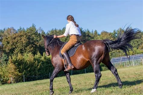 trot   horse  beginners  practicing  horse rider