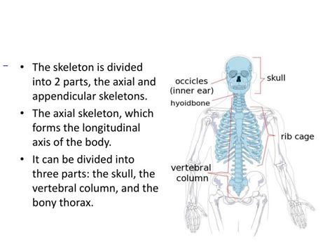 axial skeleton powerpoint  id