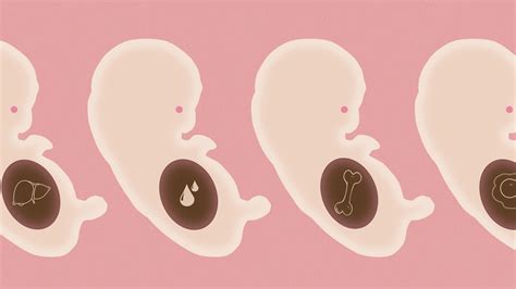 startup   copy    embryo  organ harvesting