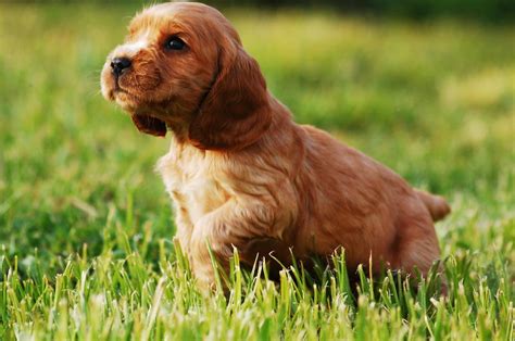 cocker spaniel puppies  ultimate guide   dog owners  dog
