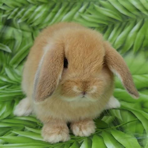 holland lop rabbits  sale riverside ca