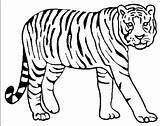 Tiger Coloring Pages Drawing Tigers Lion Color Bengal Animal Siberian Printable Kids Baby Detroit Colouring Animals Pencil Tooth Realistic Saber sketch template