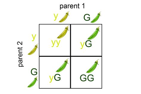 A Punnett Square Basically Illustrated The Rule Of Heredity