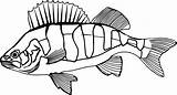 Silverfish Perch sketch template