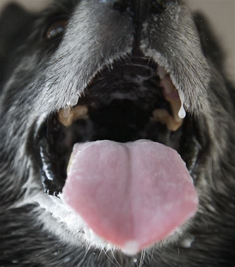 dogs mouth      view   dogs flickr