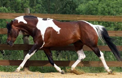 images  patterns pinto tobiano  pinterest gypsy