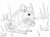 Chinchilla Coloring Pages Tailed Long Printable Animal Chinchillas Supercoloring Categories Colouring sketch template