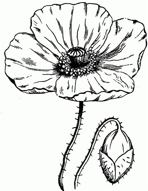 simple poppy drawing  getdrawings