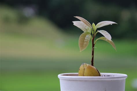An Easy 6 Step Guide To Growing Avocado From Seed Garden And Happy