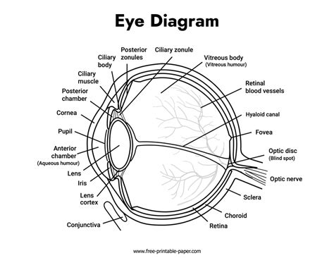 eye diagram labeled  printable papercom
