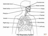 Respiratorio Respiratory Stampare sketch template