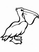 Coloring Pelican Pages Printable Pelicans Birds Animal Sheknows sketch template