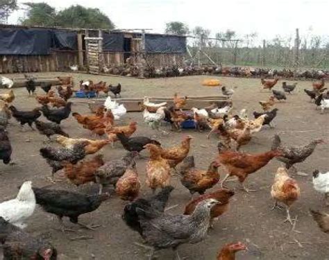 kienyeji chicken farming profitable  kenya check farm tips