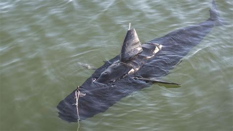 navy unveils drone shark  swims  surveillance abc san francisco