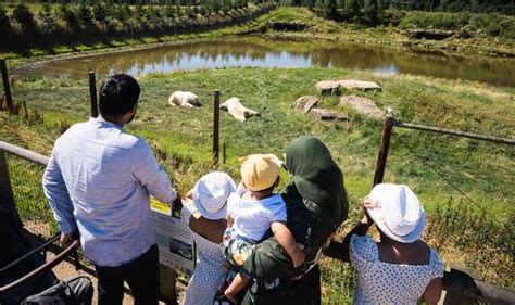 yorkshire wildlife park  summer safari nights event