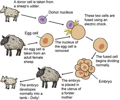 reproductive cloning review tag image egg cell interactive media
