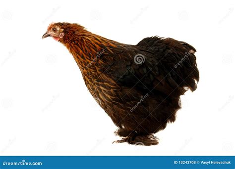 zwarte kip stock foto image  productie elegant landbouwbedrijf