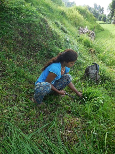 ann marcer  nepal cutting grass