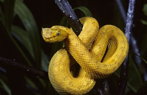 central american snakes species  families