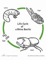 Cycle Life Beetle Rhino Worksheets Color Rhinoceros Kids Science Animal Education Coloring Worksheet Clipart Hercules Beetles Printable Cycles Pages Circle sketch template