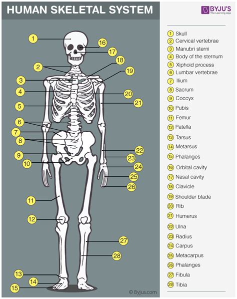 bones   body  overview