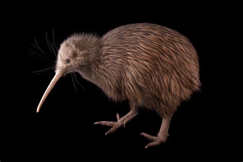 zealands iconic kiwi birds   losing  sight  scientist