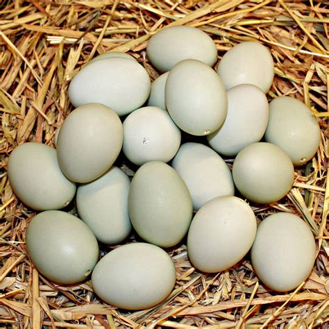 fresh duck egg yongsooneggs