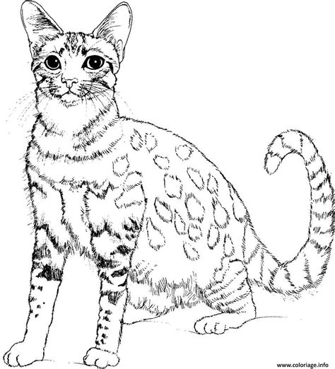 coloriage chat realiste dessin chat  imprimer